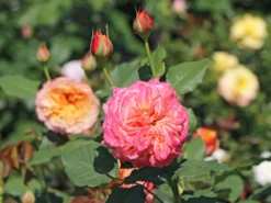 Strauchrose 'La Villa Cotta' ® 25 Strauchrose 'La Villa Cotta' ® -Deutschland Garten Funk Verkaufs-Shop strauchrose la villa cotta m099185 w 3