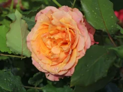 Strauchrose 'La Villa Cotta' ® 17 Strauchrose 'La Villa Cotta' ® -Deutschland Garten Funk Verkaufs-Shop strauchrose la villa cotta m099185 w 4