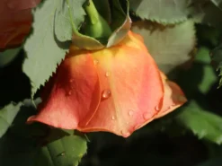 Strauchrose 'La Villa Cotta' ® 20 Strauchrose 'La Villa Cotta' ® -Deutschland Garten Funk Verkaufs-Shop strauchrose la villa cotta m099185 w 5