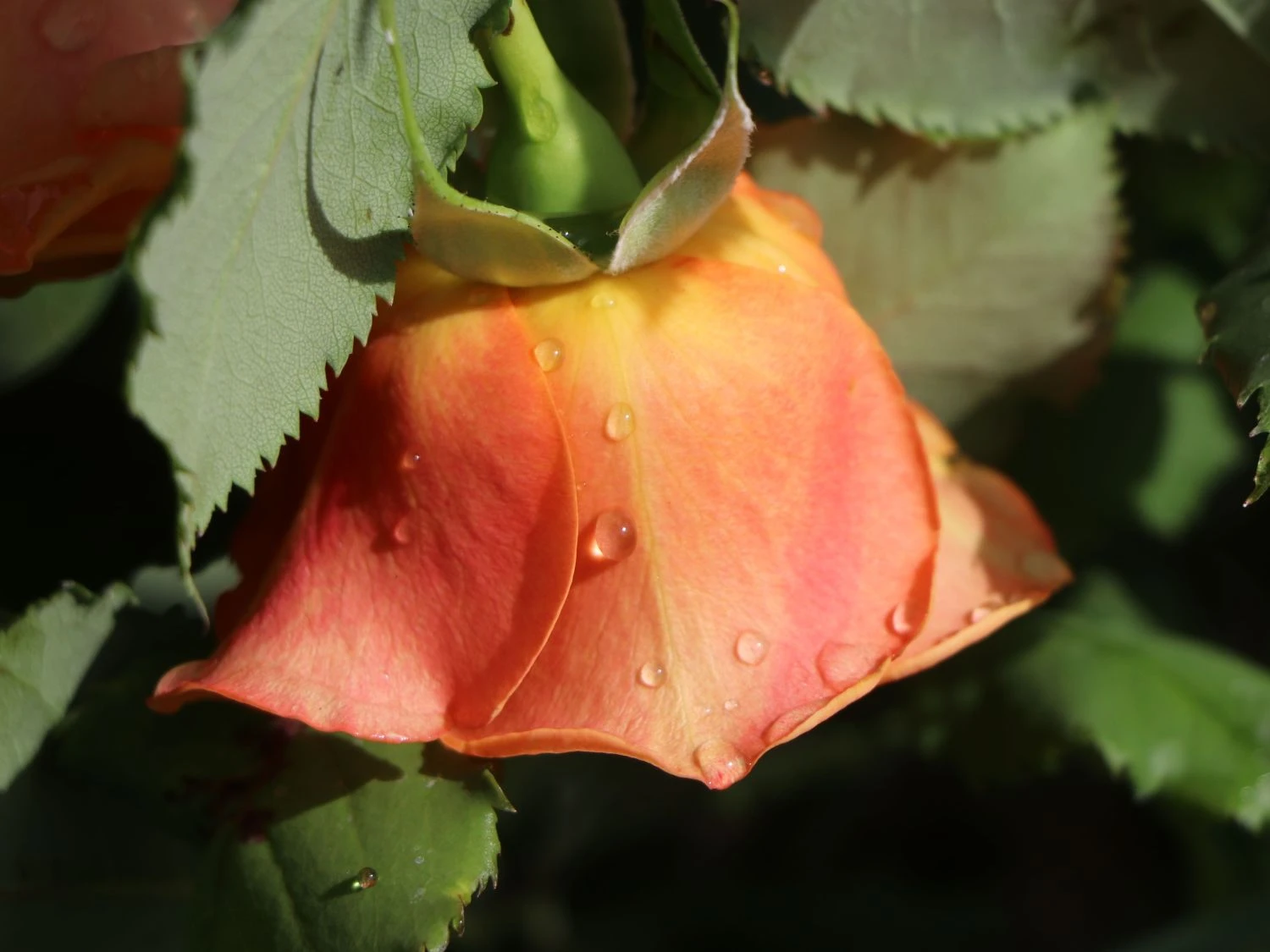 Strauchrose 'La Villa Cotta' ® 6 Strauchrose 'La Villa Cotta' ® – Bild 6