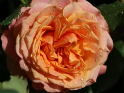 Strauchrose 'La Villa Cotta' ® 19 Strauchrose 'La Villa Cotta' ® -Deutschland Garten Funk Verkaufs-Shop strauchrose la villa cotta m099185 w 6