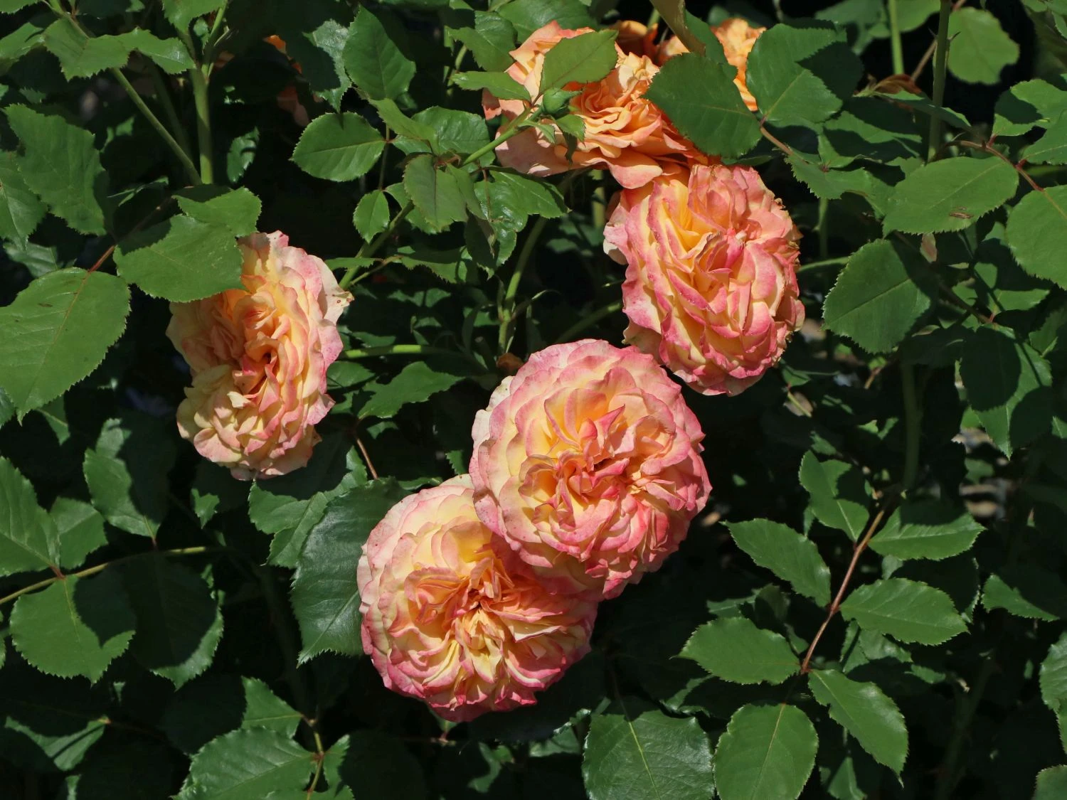 Strauchrose 'La Villa Cotta' ® 10 Strauchrose 'La Villa Cotta' ® – Bild 10