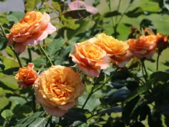 Strauchrose 'La Villa Cotta' ® 22 Strauchrose 'La Villa Cotta' ® -Deutschland Garten Funk Verkaufs-Shop strauchrose la villa cotta m099185 w 8