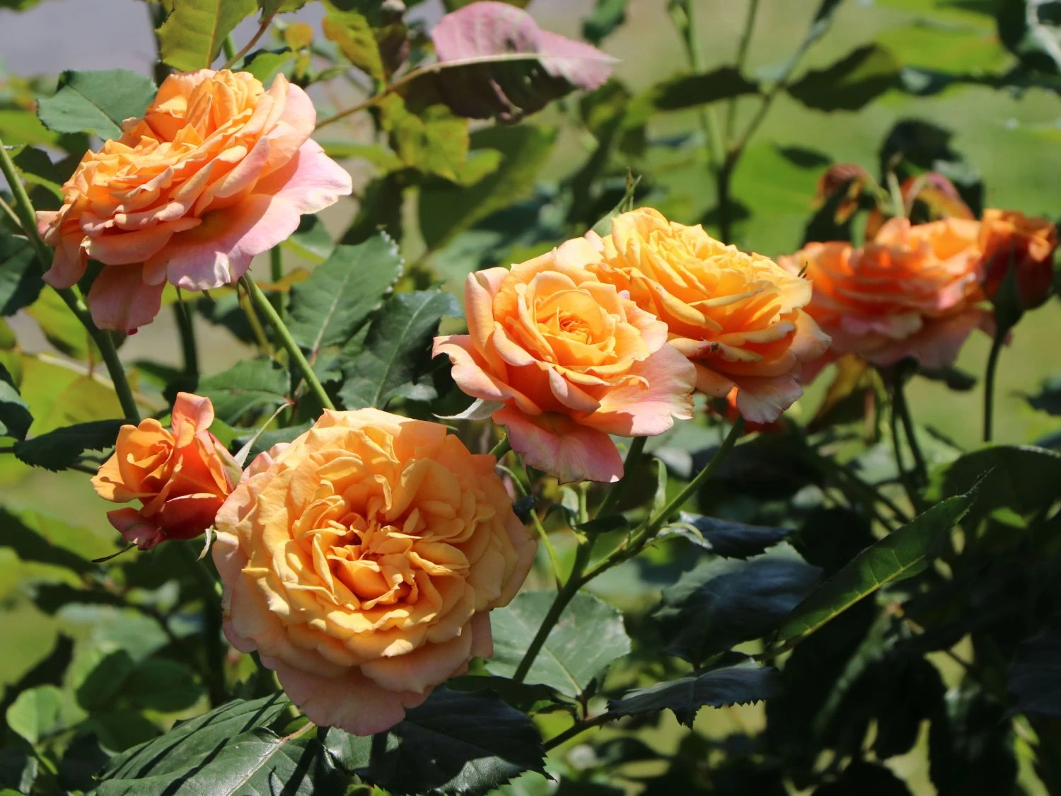 Strauchrose 'La Villa Cotta' ® 8 Strauchrose 'La Villa Cotta' ® – Bild 8