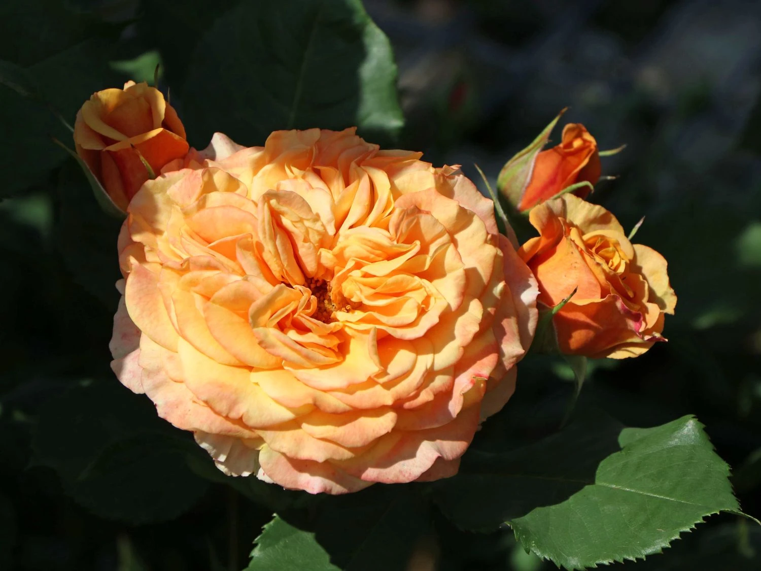 Strauchrose 'La Villa Cotta' ® 12 Strauchrose 'La Villa Cotta' ® – Bild 12