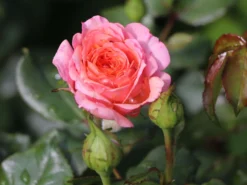 Strauchrose 'Lambada' ® -Deutschland Garten Funk Verkaufs-Shop strauchrose lambada m099216 w 0
