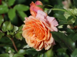 Strauchrose 'Lambada' ® -Deutschland Garten Funk Verkaufs-Shop strauchrose lambada m099216 w 1