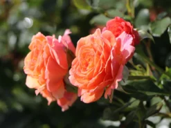 Strauchrose 'Lambada' ® -Deutschland Garten Funk Verkaufs-Shop strauchrose lambada m099216 w 2