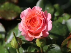Strauchrose 'Lambada' ® -Deutschland Garten Funk Verkaufs-Shop strauchrose lambada m099216 w 3