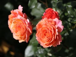 Strauchrose 'Lambada' ® -Deutschland Garten Funk Verkaufs-Shop strauchrose lambada m099216 w 4