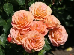 Strauchrose 'Lambada' ® -Deutschland Garten Funk Verkaufs-Shop strauchrose lambada m099216 w 6