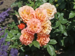 Strauchrose 'Lambada' ® -Deutschland Garten Funk Verkaufs-Shop strauchrose lambada m099216 w 7