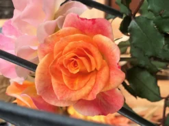 Strauchrose 'LandLust' ® -Deutschland Garten Funk Verkaufs-Shop strauchrose landlust m099222 1136959 1