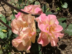 Strauchrose 'LandLust' ® -Deutschland Garten Funk Verkaufs-Shop strauchrose landlust m099222 1136959 2