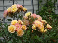 Strauchrose 'LandLust' ® -Deutschland Garten Funk Verkaufs-Shop strauchrose landlust m099222 1341765 0