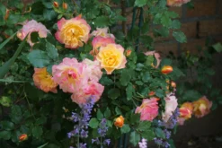 Strauchrose 'LandLust' ® -Deutschland Garten Funk Verkaufs-Shop strauchrose landlust m099222 490192 0