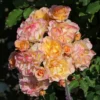 Strauchrose 'LandLust' ®