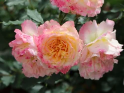 Strauchrose 'LandLust' ® -Deutschland Garten Funk Verkaufs-Shop strauchrose landlust m099222 w 0