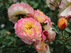 Strauchrose 'LandLust' ® -Deutschland Garten Funk Verkaufs-Shop strauchrose landlust m099222 w 1