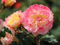 Strauchrose 'LandLust' ® -Deutschland Garten Funk Verkaufs-Shop strauchrose landlust m099222 w 2