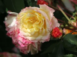 Strauchrose 'LandLust' ® -Deutschland Garten Funk Verkaufs-Shop strauchrose landlust m099222 w 3