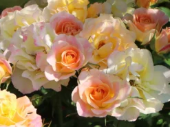 Strauchrose 'LandLust' ® -Deutschland Garten Funk Verkaufs-Shop strauchrose landlust m099222 w 5