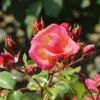 Strauchrose 'Lichtblick'®