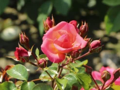 Strauchrose 'Lichtblick'®