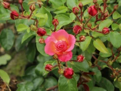 Strauchrose 'Lichtblick'® -Deutschland Garten Funk Verkaufs-Shop strauchrose lichtblick m059947 w 0