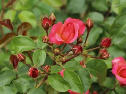 Strauchrose 'Lichtblick'® -Deutschland Garten Funk Verkaufs-Shop strauchrose lichtblick m059947 w 1
