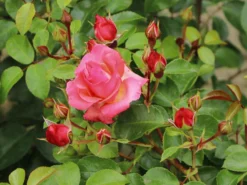 Strauchrose 'Lichtblick'® -Deutschland Garten Funk Verkaufs-Shop strauchrose lichtblick m059947 w 2