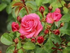 Strauchrose 'Lichtblick'® -Deutschland Garten Funk Verkaufs-Shop strauchrose lichtblick m059947 w 3