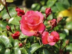 Strauchrose 'Lichtblick'® -Deutschland Garten Funk Verkaufs-Shop strauchrose lichtblick m059947 w 5
