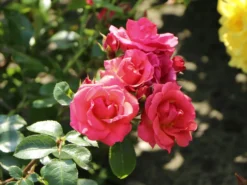 Strauchrose 'Lichtblick'® -Deutschland Garten Funk Verkaufs-Shop strauchrose lichtblick m059947 w 6