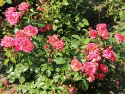 Strauchrose 'Lichtblick'® -Deutschland Garten Funk Verkaufs-Shop strauchrose lichtblick m059947 w 7