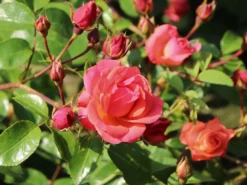 Strauchrose 'Lichtblick'® -Deutschland Garten Funk Verkaufs-Shop strauchrose lichtblick m059947 w 8