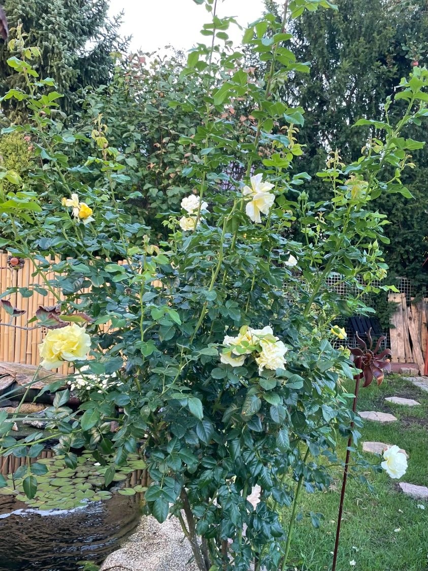 Strauchrose 'Lichtkönigin Lucia' ® 12 Strauchrose 'Lichtkönigin Lucia' ® – Bild 12