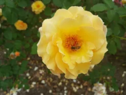 Strauchrose 'Lichtkönigin Lucia' ® 32 Strauchrose 'Lichtkönigin Lucia' ® -Deutschland Garten Funk Verkaufs-Shop strauchrose lichtkoenigin lucia m002630 300870 0