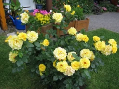 Strauchrose 'Lichtkönigin Lucia' ® 34 Strauchrose 'Lichtkönigin Lucia' ® -Deutschland Garten Funk Verkaufs-Shop strauchrose lichtkoenigin lucia m002630 392012 0