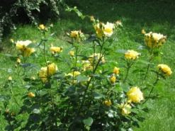 Strauchrose 'Lichtkönigin Lucia' ® 33 Strauchrose 'Lichtkönigin Lucia' ® -Deutschland Garten Funk Verkaufs-Shop strauchrose lichtkoenigin lucia m002630 392012 1