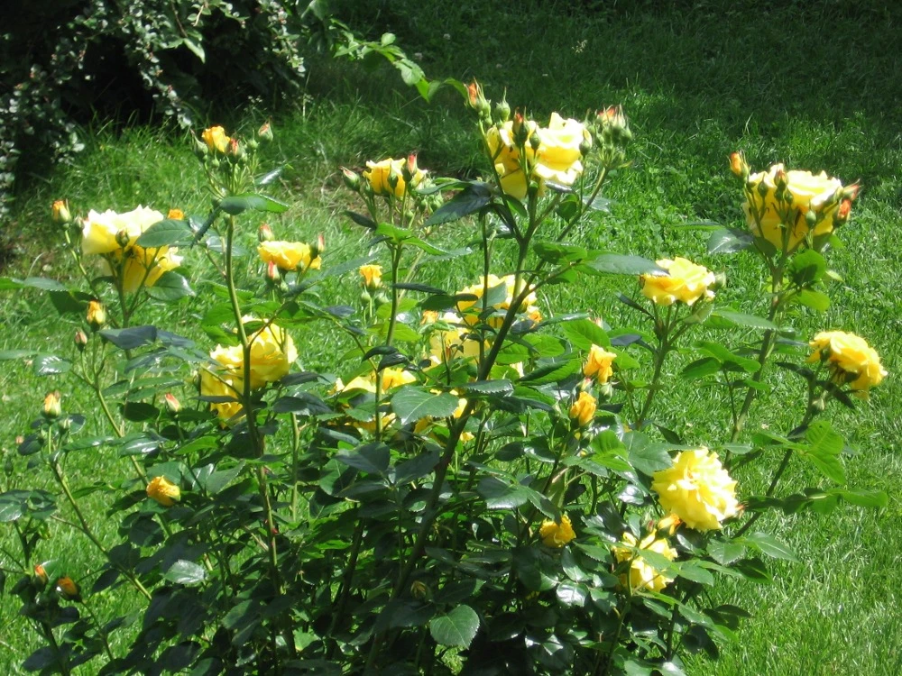 Strauchrose 'Lichtkönigin Lucia' ® 14 Strauchrose 'Lichtkönigin Lucia' ® – Bild 14