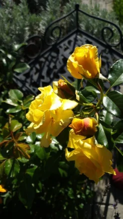 Strauchrose 'Lichtkönigin Lucia' ® 30 Strauchrose 'Lichtkönigin Lucia' ® -Deutschland Garten Funk Verkaufs-Shop strauchrose lichtkoenigin lucia m002630 981414 0