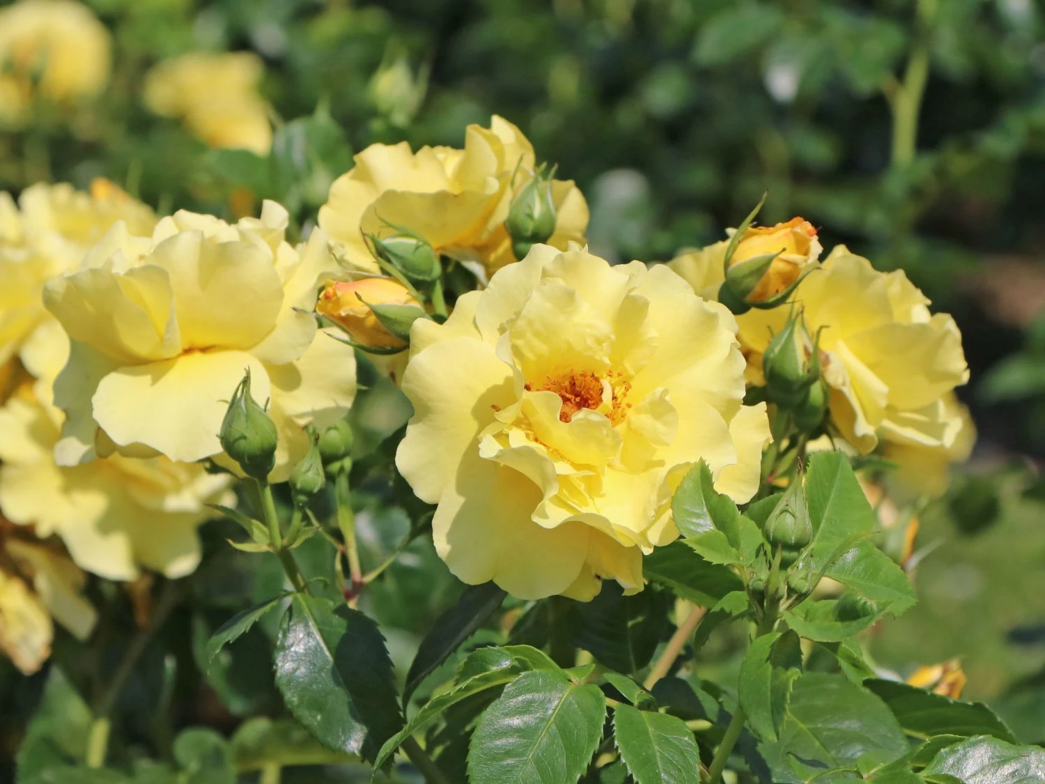 Strauchrose 'Lichtkönigin Lucia' ® 1 Strauchrose 'Lichtkönigin Lucia' ®