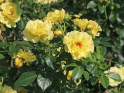Strauchrose 'Lichtkönigin Lucia' ® 24 Strauchrose 'Lichtkönigin Lucia' ® -Deutschland Garten Funk Verkaufs-Shop strauchrose lichtkoenigin lucia m002630 w 0