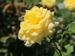 Strauchrose 'Lichtkönigin Lucia' ® 25 Strauchrose 'Lichtkönigin Lucia' ® -Deutschland Garten Funk Verkaufs-Shop strauchrose lichtkoenigin lucia m002630 w 1