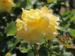 Strauchrose 'Lichtkönigin Lucia' ® 27 Strauchrose 'Lichtkönigin Lucia' ® -Deutschland Garten Funk Verkaufs-Shop strauchrose lichtkoenigin lucia m002630 w 2