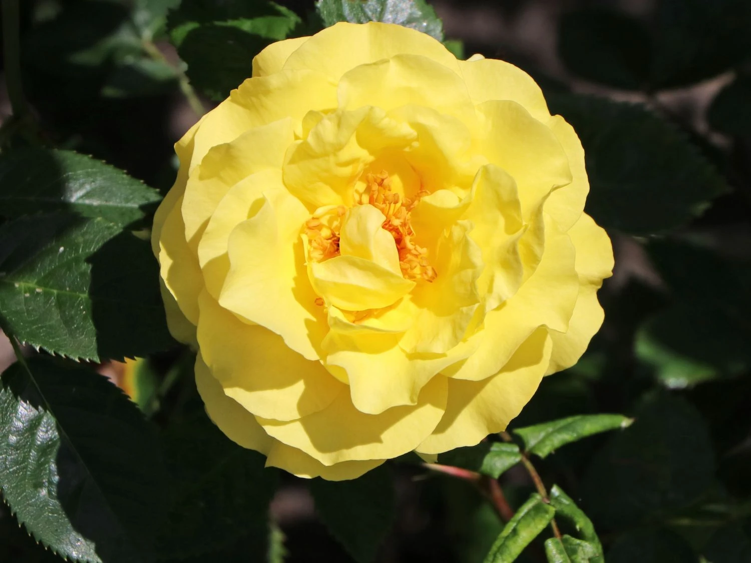 Strauchrose 'Lichtkönigin Lucia' ® 7 Strauchrose 'Lichtkönigin Lucia' ® – Bild 7