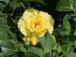 Strauchrose 'Lichtkönigin Lucia' ® 23 Strauchrose 'Lichtkönigin Lucia' ® -Deutschland Garten Funk Verkaufs-Shop strauchrose lichtkoenigin lucia m002630 w 4