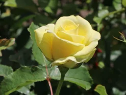 Strauchrose 'Lichtkönigin Lucia' ® 29 Strauchrose 'Lichtkönigin Lucia' ® -Deutschland Garten Funk Verkaufs-Shop strauchrose lichtkoenigin lucia m002630 w 5