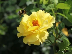 Strauchrose 'Lichtkönigin Lucia' ® 28 Strauchrose 'Lichtkönigin Lucia' ® -Deutschland Garten Funk Verkaufs-Shop strauchrose lichtkoenigin lucia m002630 w 6